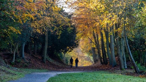 The woodlands in autumn at Cliveden, Buckinghamshire.